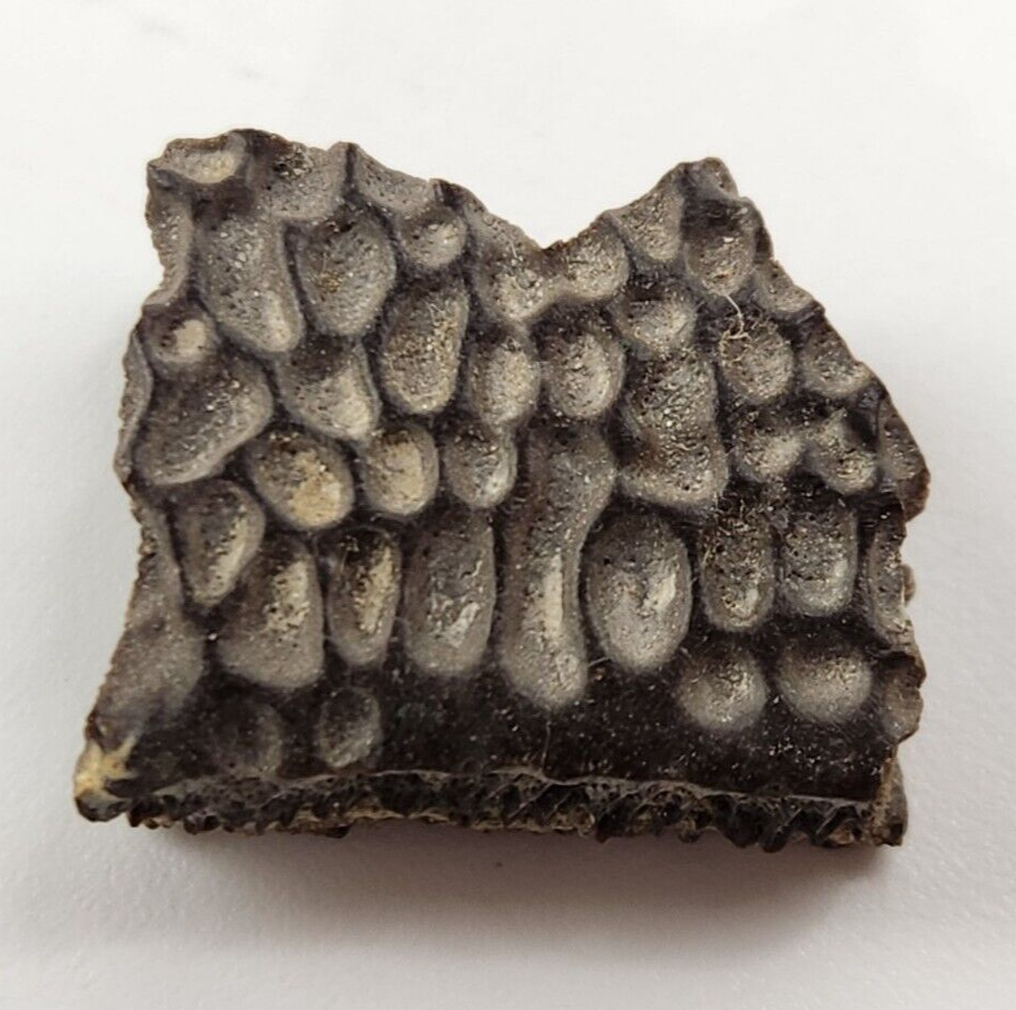 Turtle Shell Fossil - Judith River Fm. - Hill Co., MT
