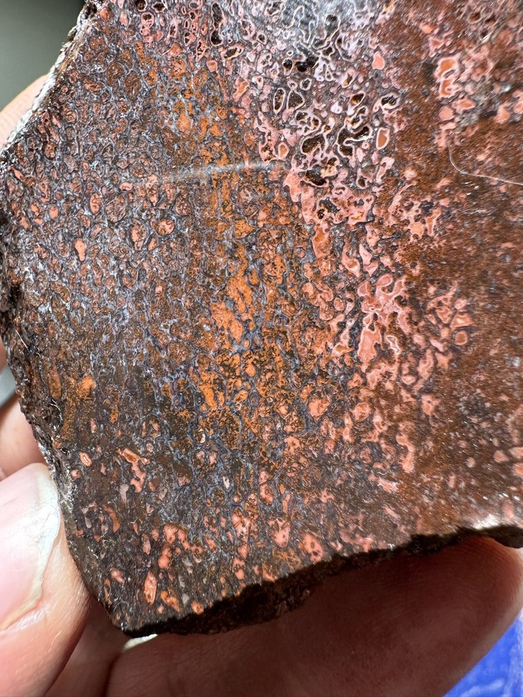 Dinosaur bone rough **hxtled end cut.