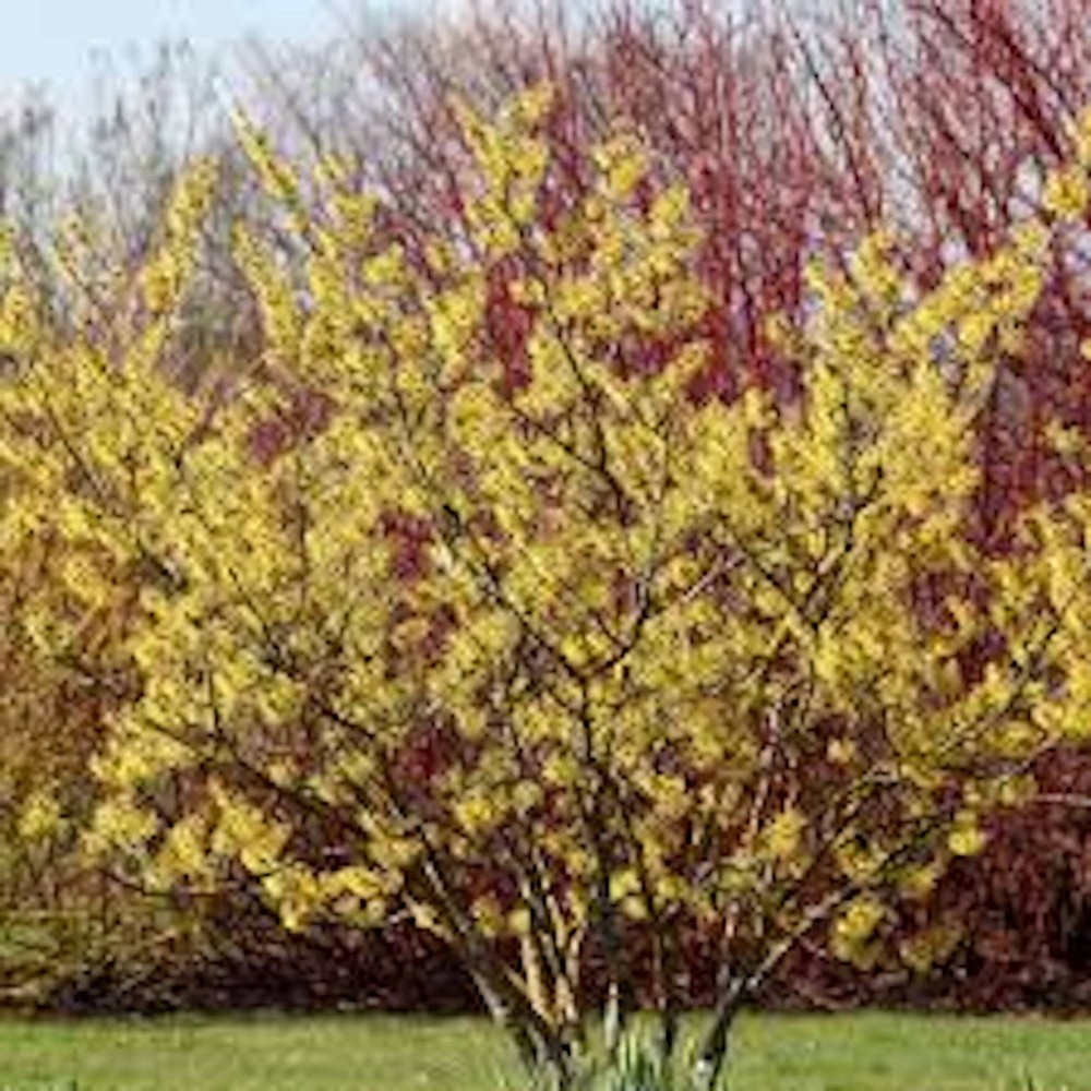 1 Witch Hazel Tree 12-24" Tall Hamamelis virginiana Native Tree Bare Root