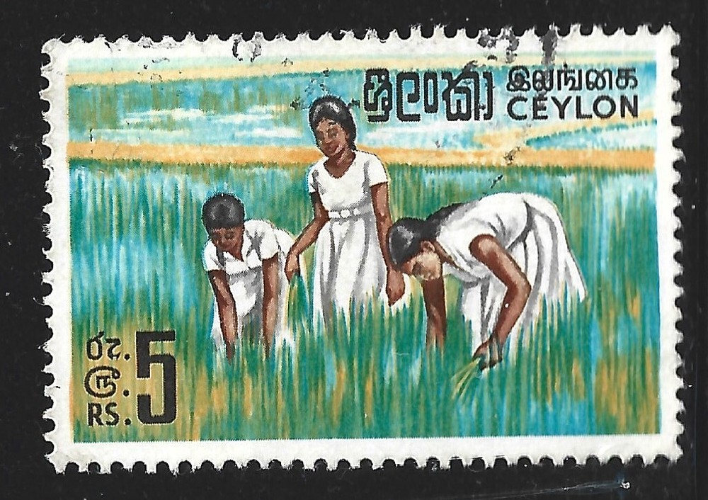 Ceylon, Scott #379A, 5r Working in Rice Field, Used