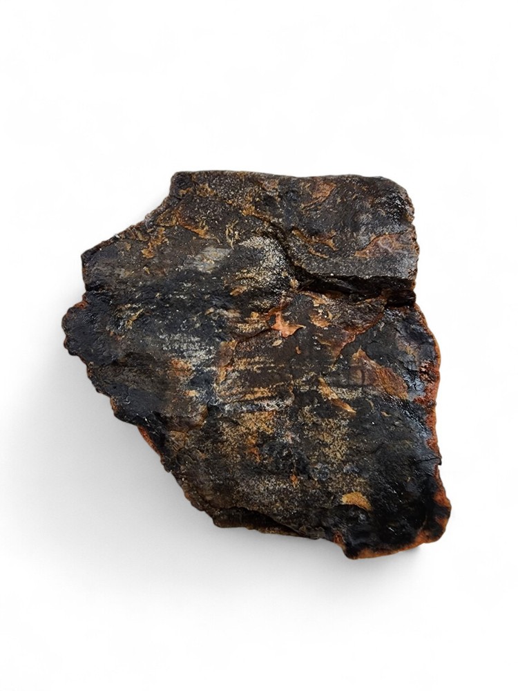 Petrified Wood Specimen 1lb.