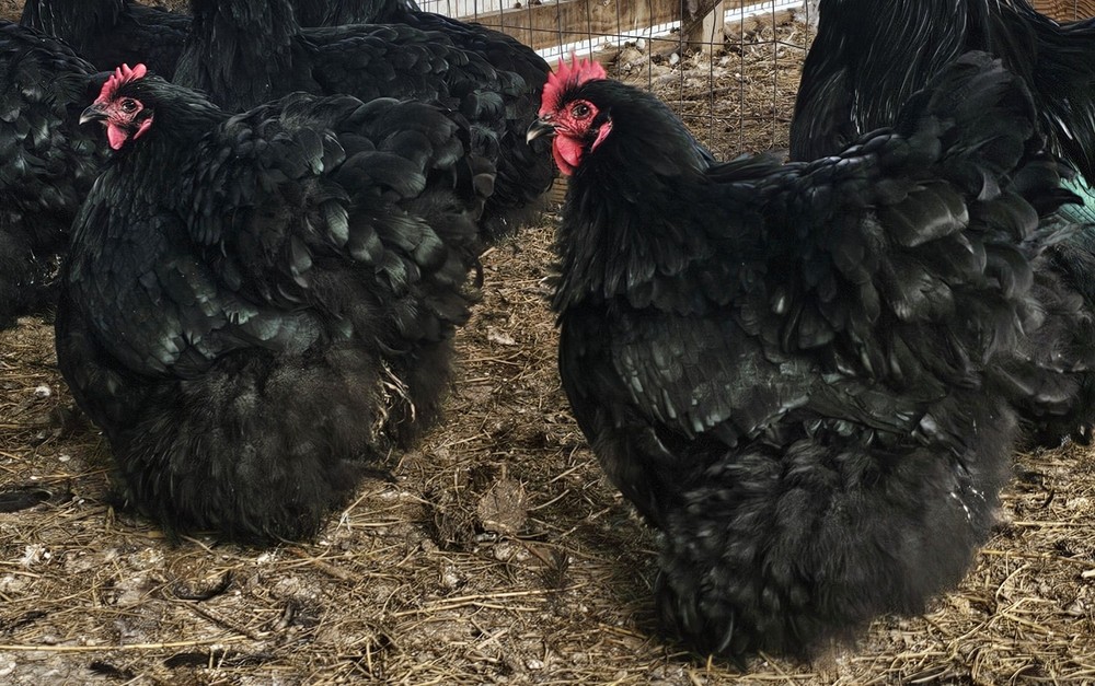 8+ English Black Orpington Hatching Eggs