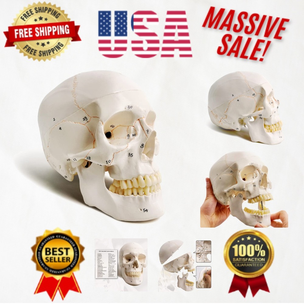 54-Labeled Medical Quality Skull Model - Essential Tool for Surgeons & Students