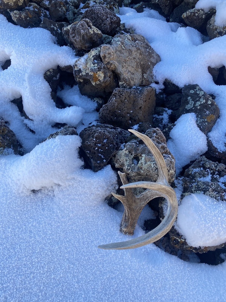 Large Coues Whitetail Deer Shed ~ Antler