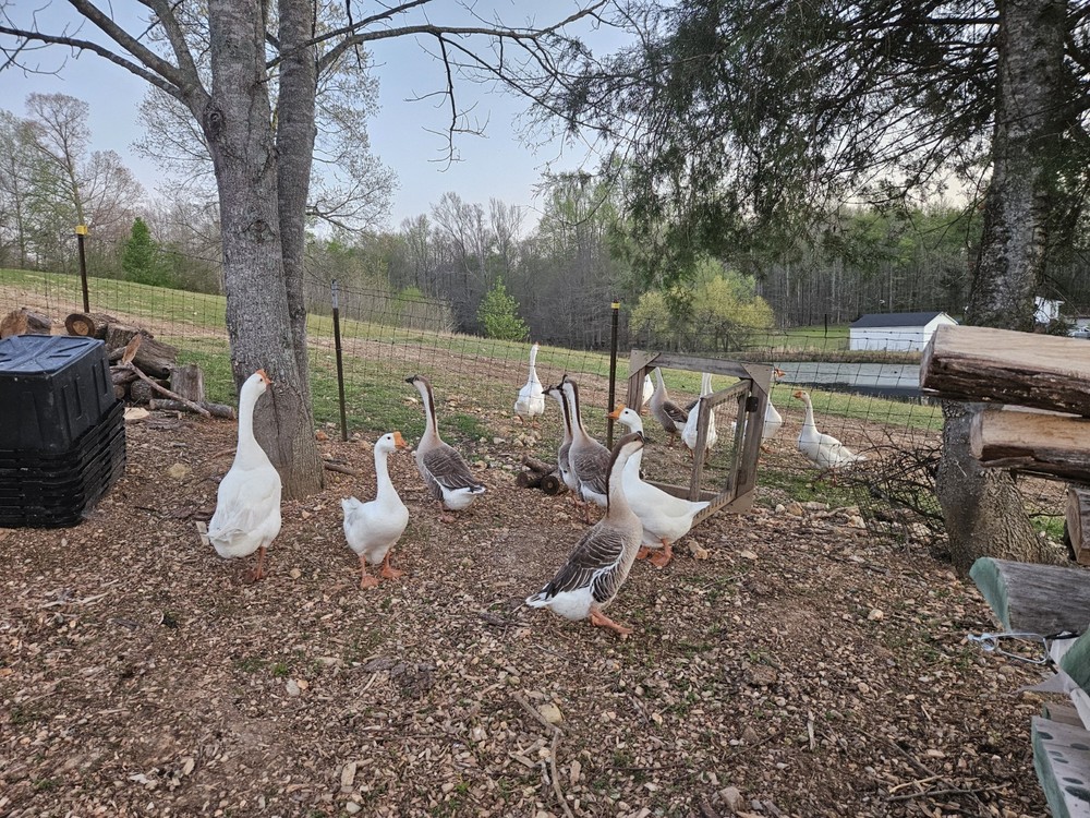6 Goose Hatching Eggs