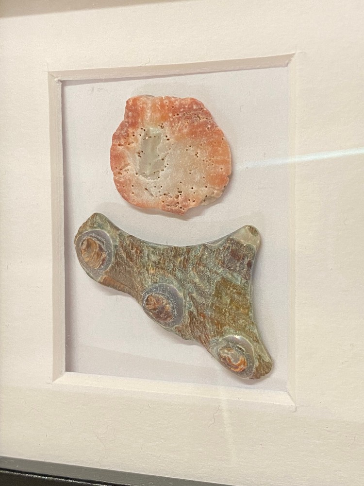 Shadow box specimen wall art seashells ammonites handmade artisan