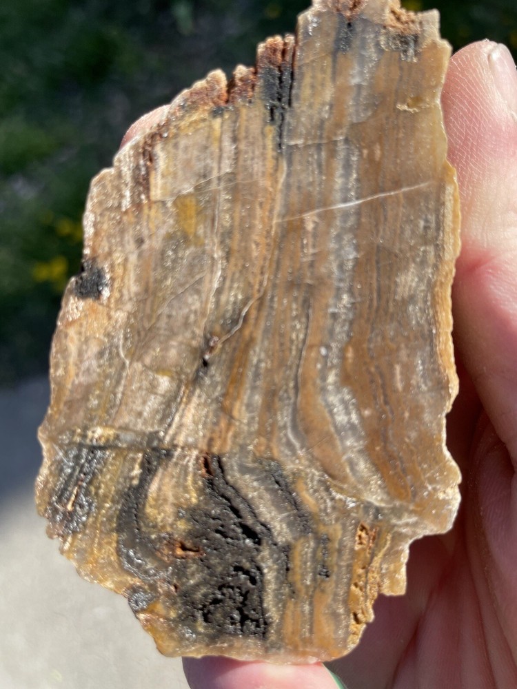Super Unique, Faced/polished, Agatized/opalized petrified wood