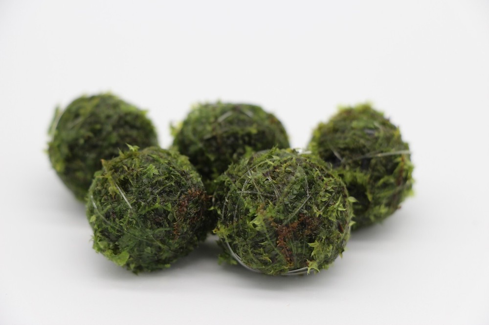Sinking Java Moss Balls Live Aquarium Paludarium Plant Decoration