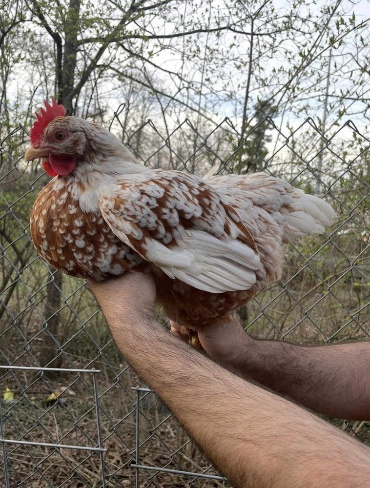 12 Swedish Flower Hen Hatching Eggs!!