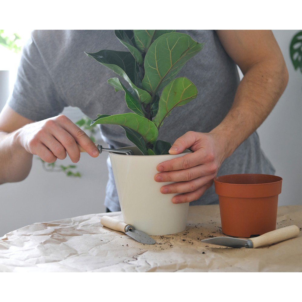 Fiddle Leaf Fig Potting Mix, Soil Amendment for Potted Fig Trees