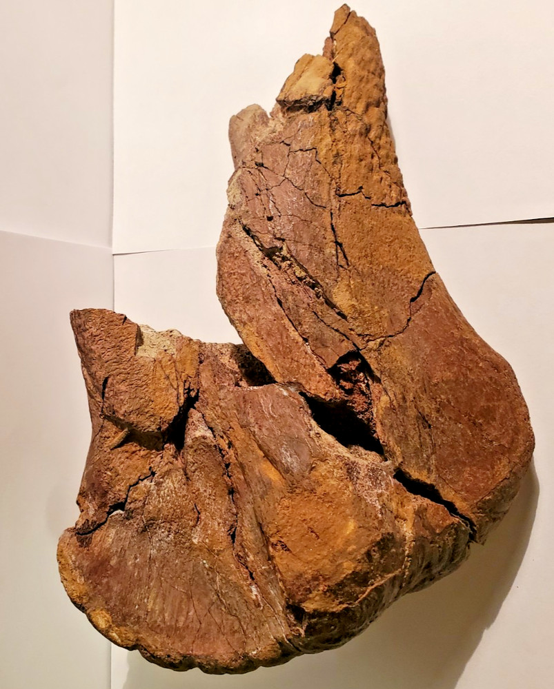 Hadrosaur Dinosaur Fossil Fibula T-Rex Bite Marks!