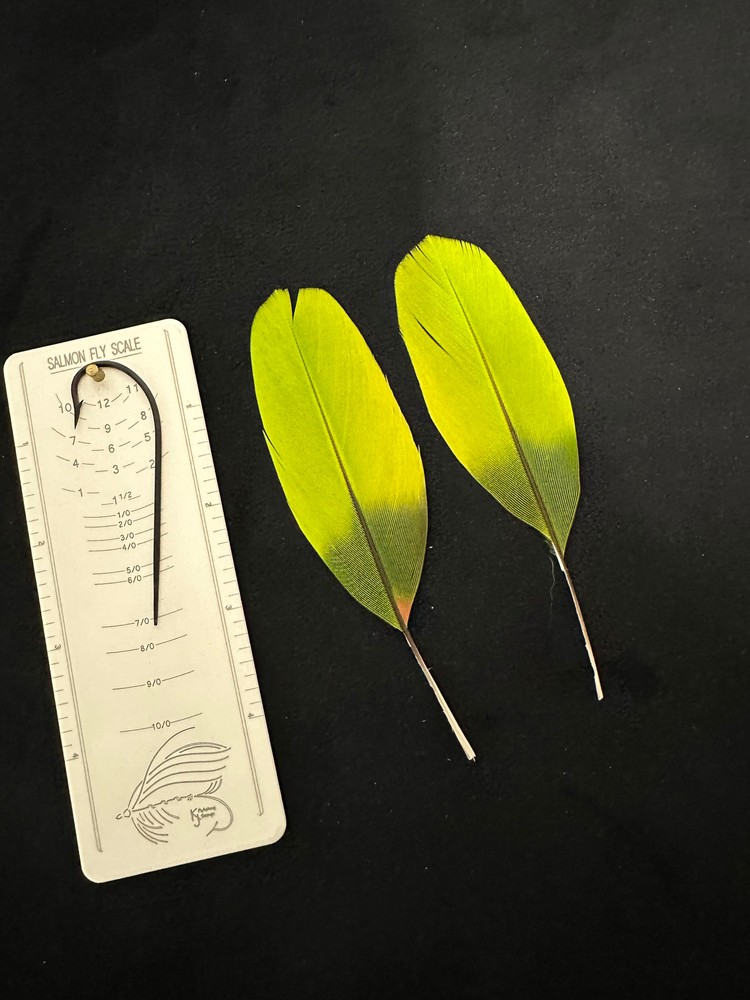 Parrot feathers for Salmon flies