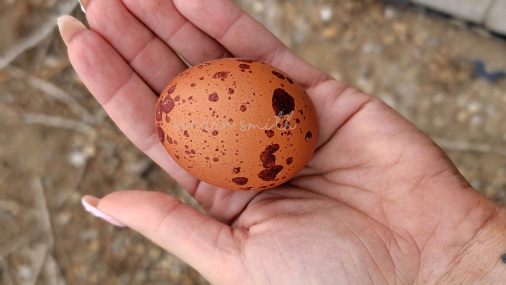 🥚🤎 Speckled Black Copper Marans Hatching Eggs – 1 dozen 🤎🥚