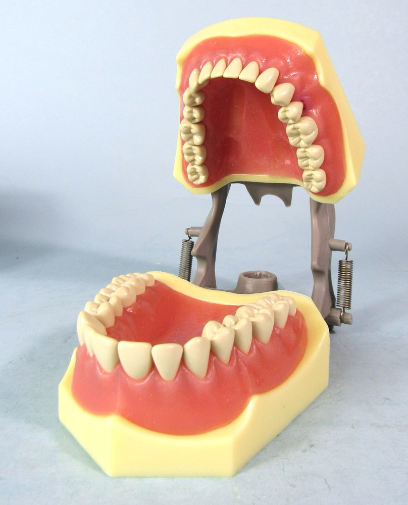 DENTIMED TYPODONT DENTAL MODEL W/ REMOVABLE TEETH & SCREWDRIVER IN ORIGINAL BOX