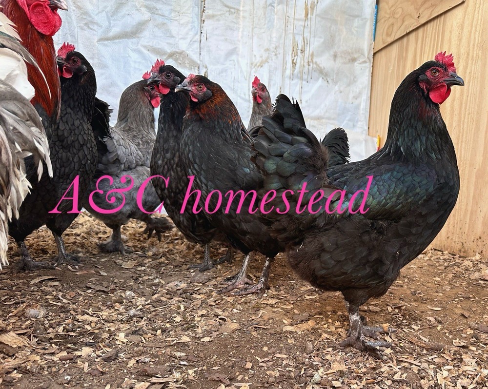 Splash , Blue , Black Cooper Maran Hatching Eggs 12 Pack