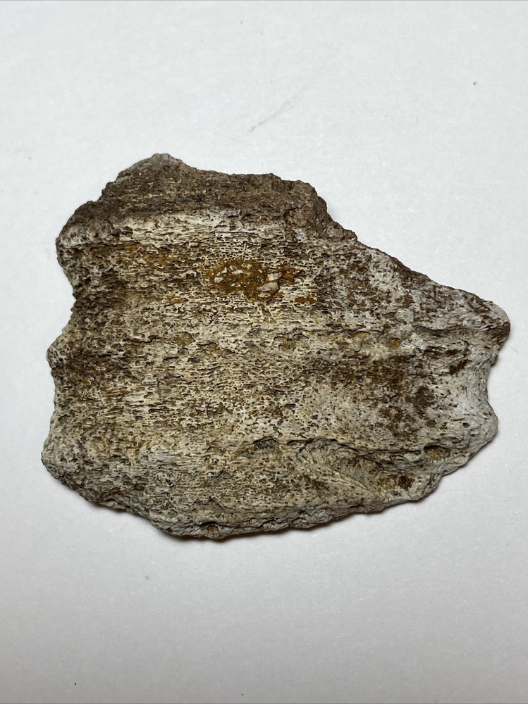 Triceratops Jaw Section