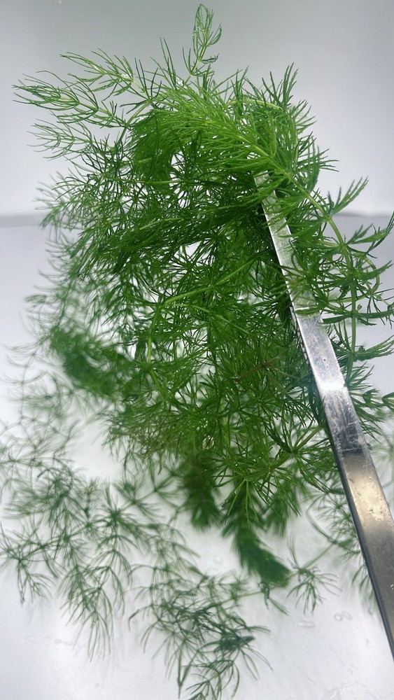 Combo : Java Moss, Hornwort,Guppy Grass Buy 2 Get 1 Free