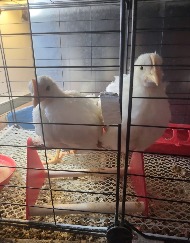 12+ Purebred White Leghorn Chicken Hatching Eggs