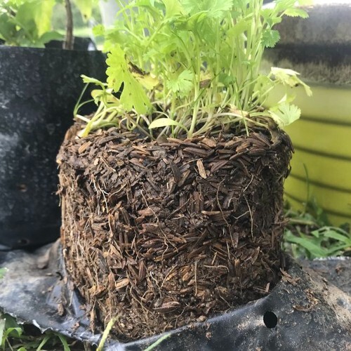Ceylon Hydroponic Growing Medium Aquodic Rice Husk Hulls 100% Organic Pure