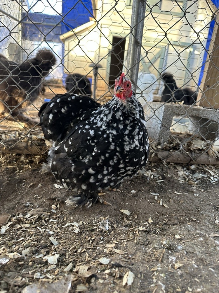 Bantam Cochin blue/black mottled Hatching Eggs