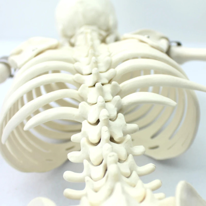 85 Cm Human Anatomical skeleton model