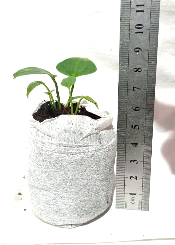 Coco Pellets   Coco Peat Coco Plug Set Growing Medium  (50mm ) Coco Disc 25 Pcs