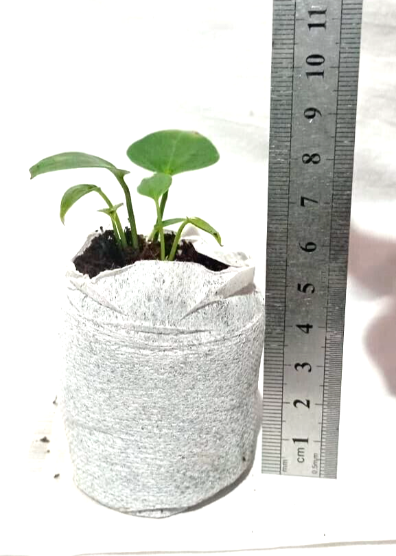 Coco Pellets Coco Peat Coco Plug Set Growing Medium (50mm ) Coco Disc 25 Pcs