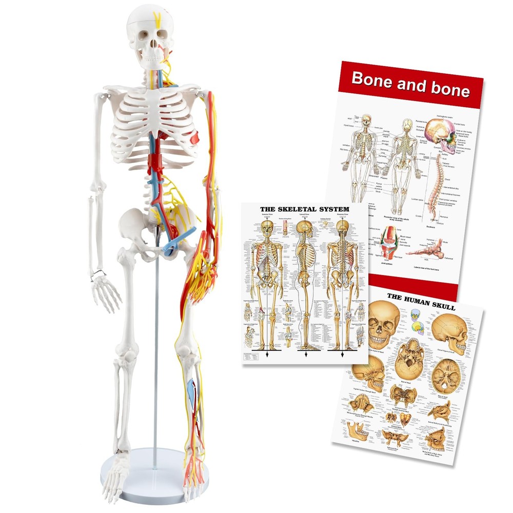 33.4-Inch Human Skeleton Model, a Mini Skeleton Anatomy Model with Removable ...