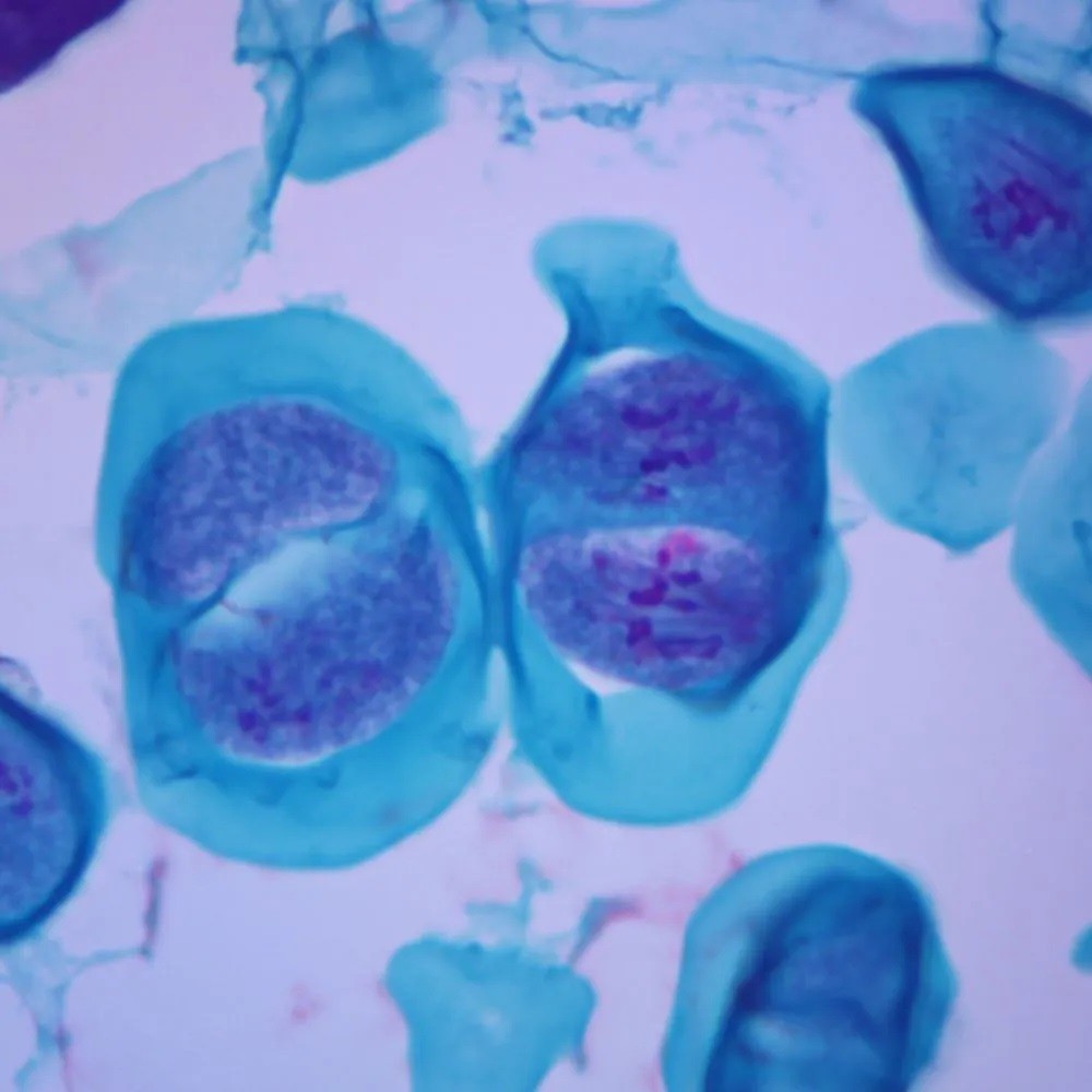 ABGIL Meiosis Cell Division (Microscopic Slides)