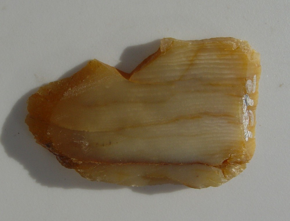 Petrified Wood Lapidary Slab T972