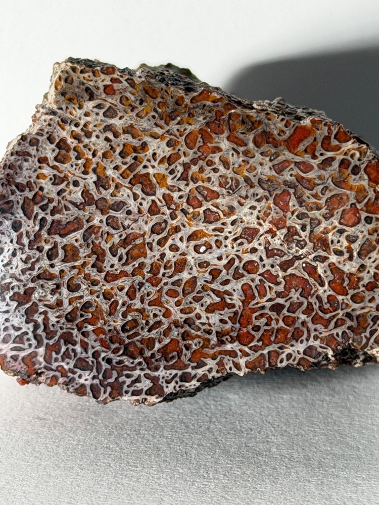 Dinosaur Gem Bone Polished Fossil Display
