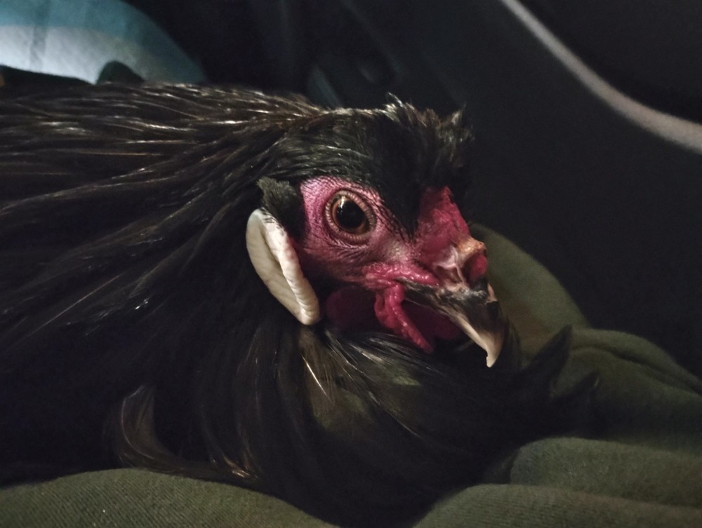 Breda Fowl Hatching Eggs