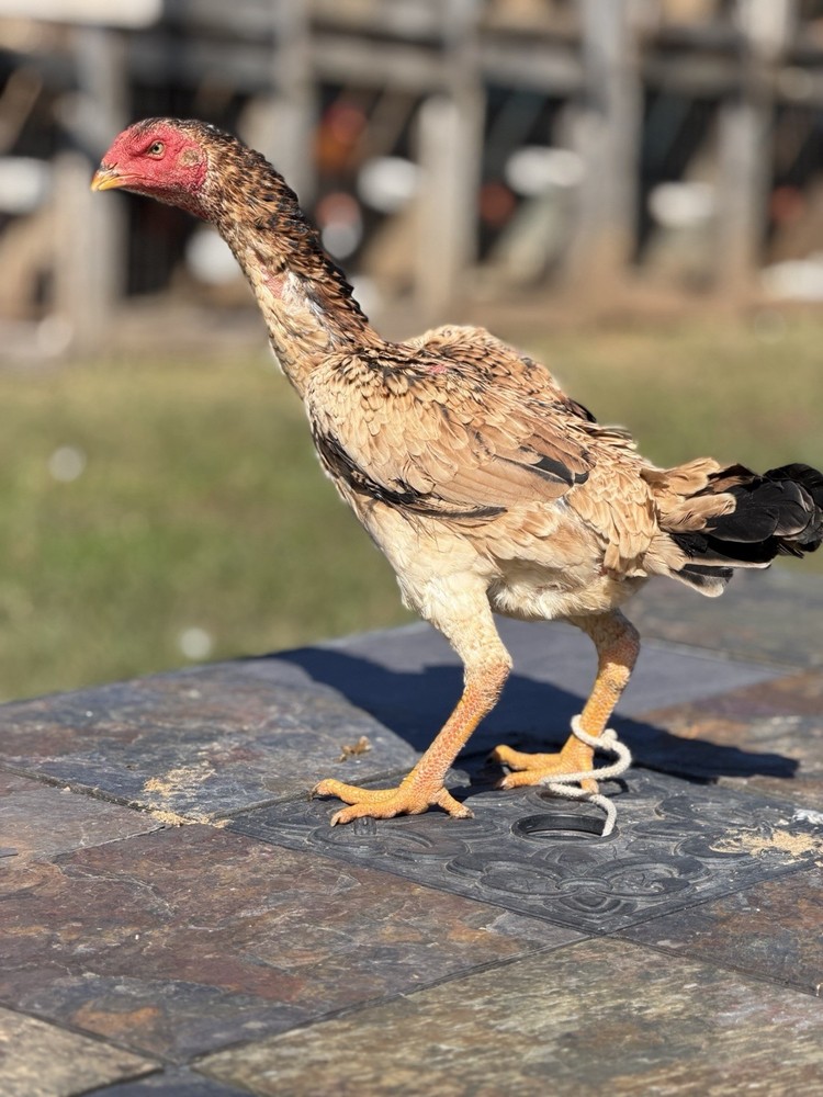 Japanese Chicken Hatching eggs
