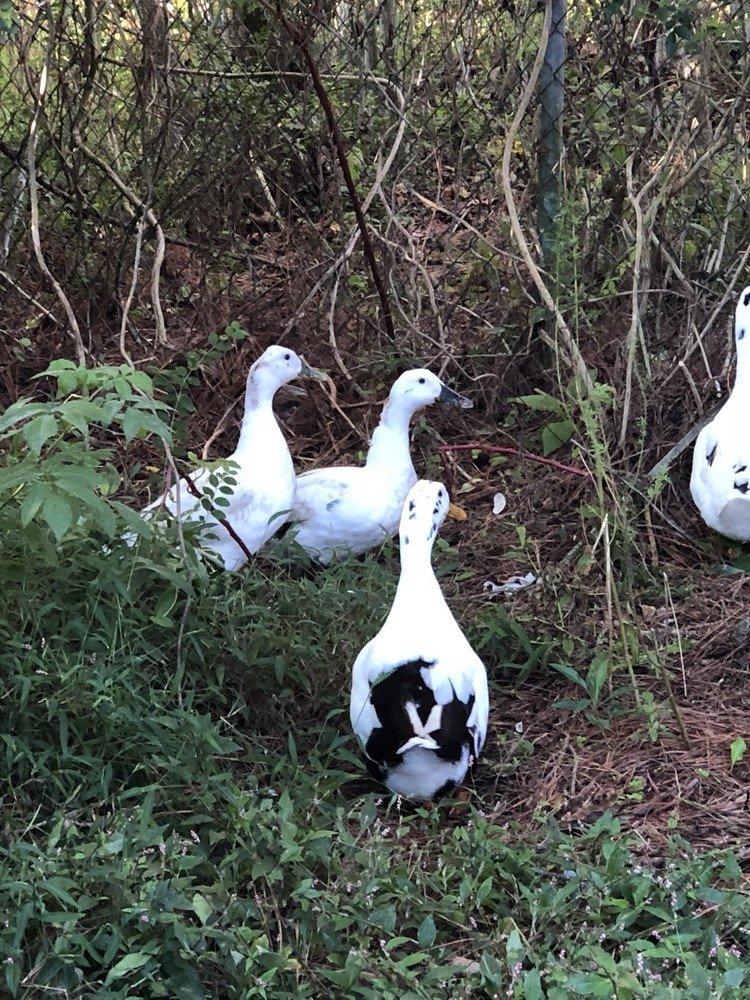 ancona duck eggs, Dozen