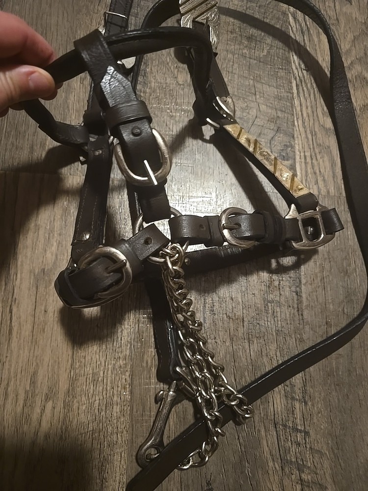 western show halter