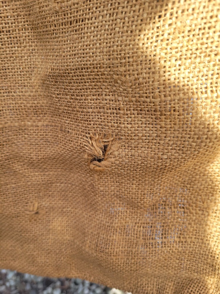 Burlap 50 LB Bag Kentucky Bluegrass