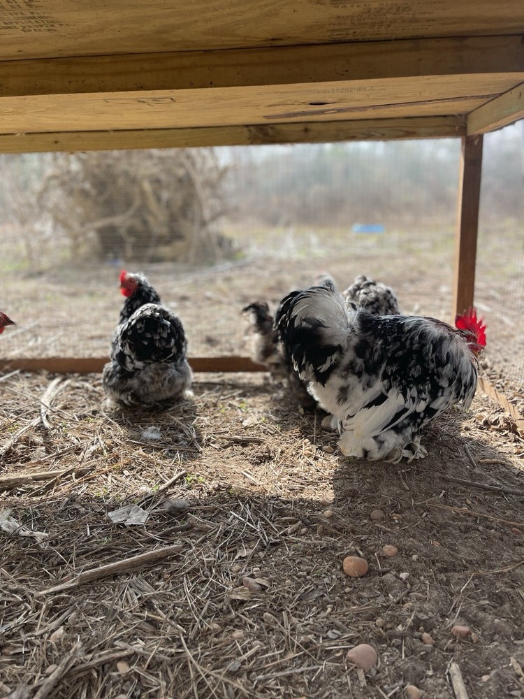 6 Eggs! Calico Cochin Bantam Eggs!
