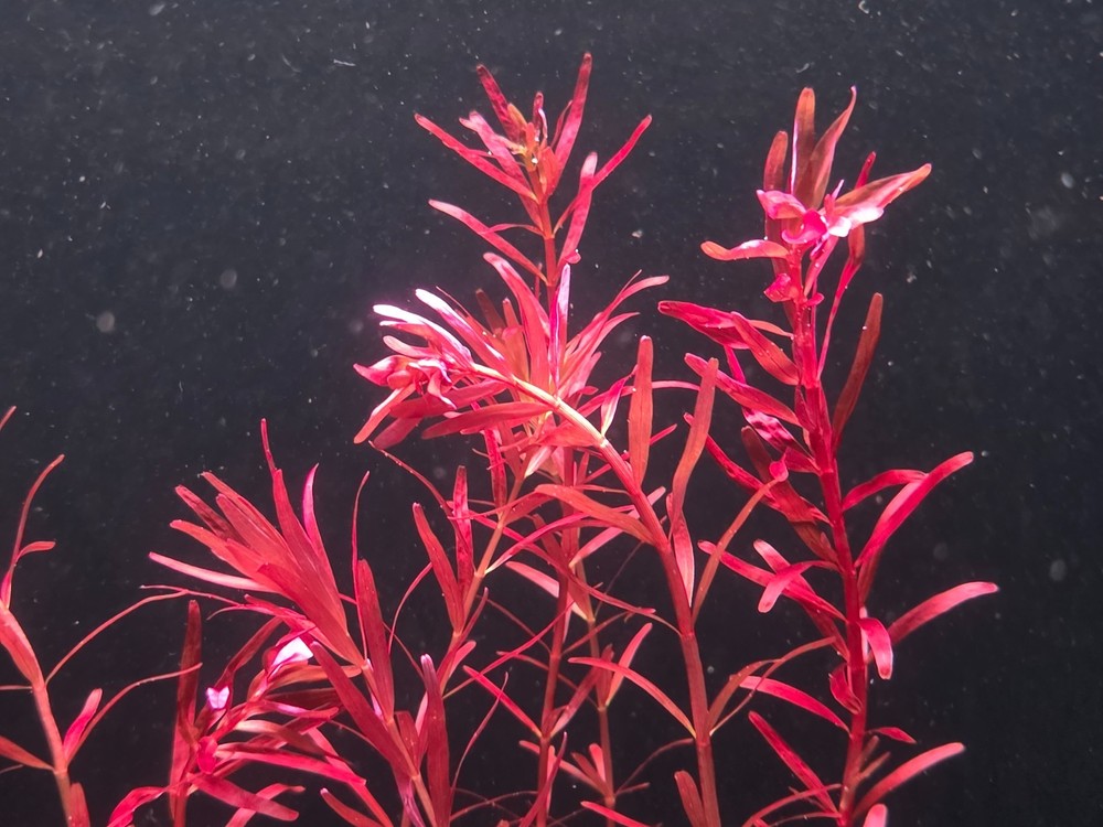 Rotala Narrowleaf Red - Live Aquatic Plants - Stem