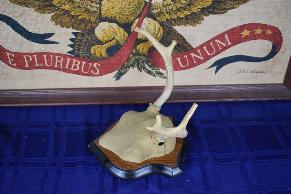 Plaque Mounted Antlers