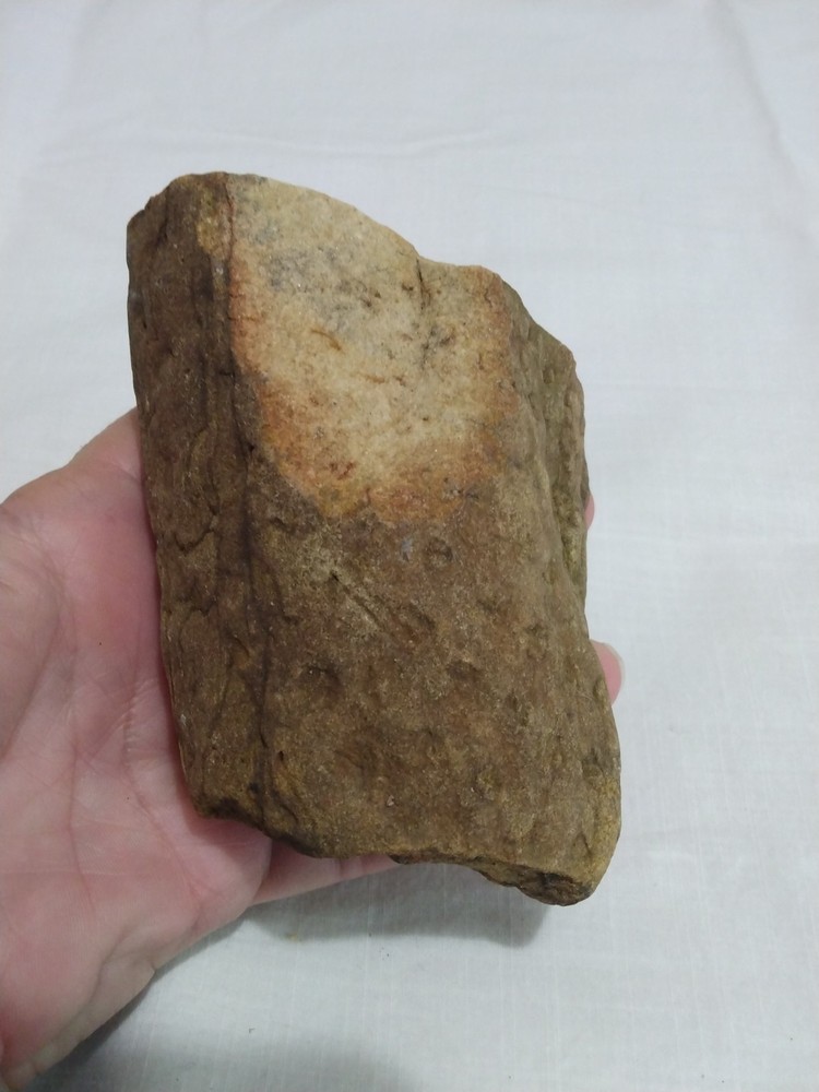 Stigmaria Fossil Root  – Lepidodendron Carboniferous Lycopsid Tree Root
