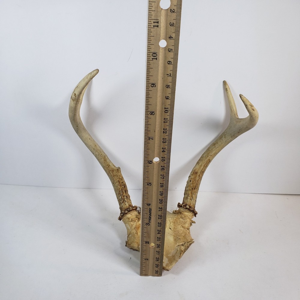 Deer Antler With Skull Cap