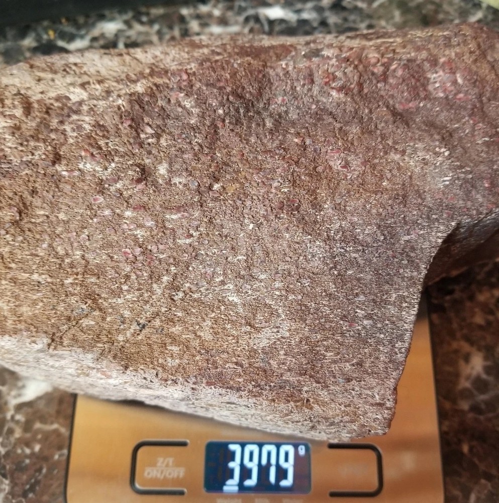 Great 8.75Lb Multi Color Agatized Dinosaur Gem Bone Polished Specimen Display