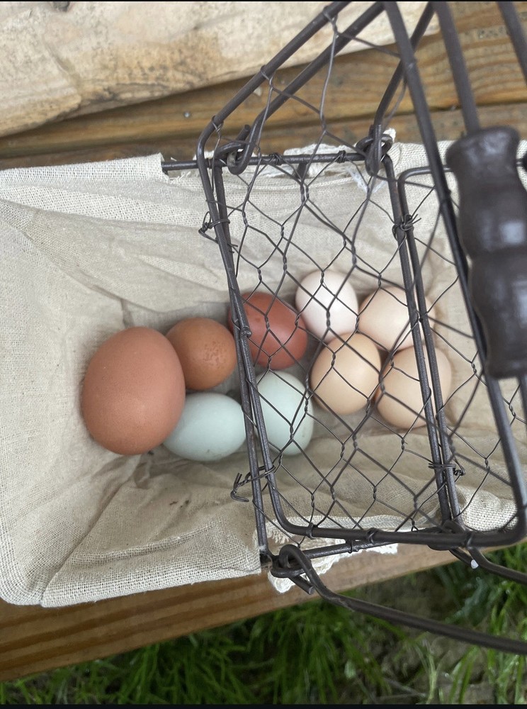 Barnyard Mix Chicken Hatching Eggs – Fertile Farm Raised Eggs