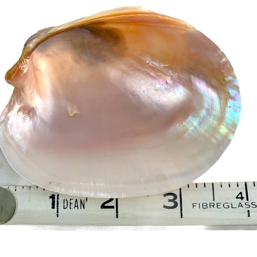 TWO MEDIUM NATURAL PEARLY AQUATIC SHELLS PHOTO PROP?