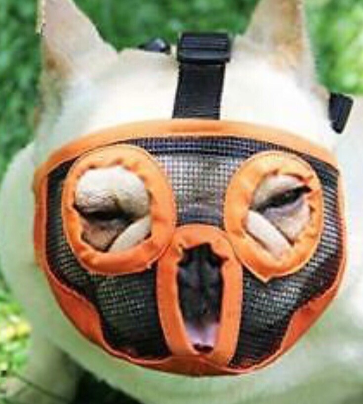 Tandd Short Mouth Muzzle Dog Flat Face
