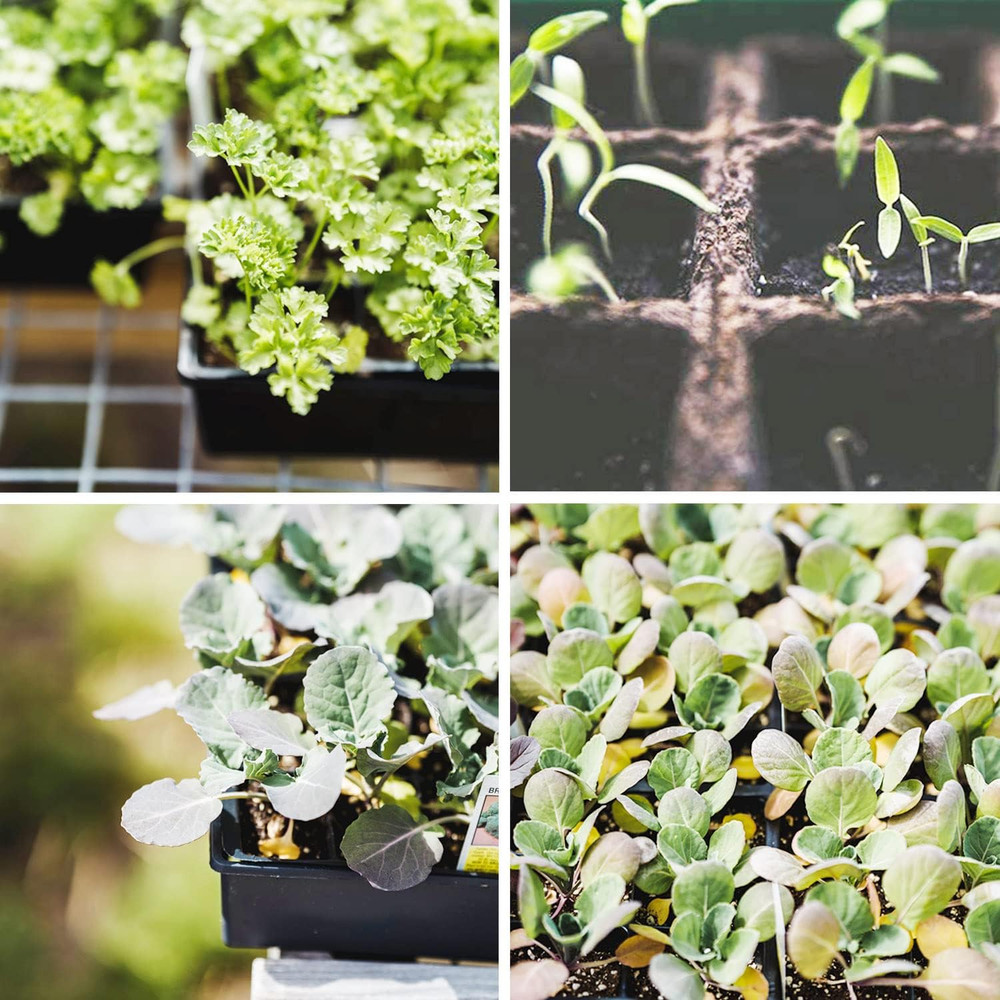 Seed Starter Kit with Peat Pots for Seedlings Seed Starter Tray, Including 100 S