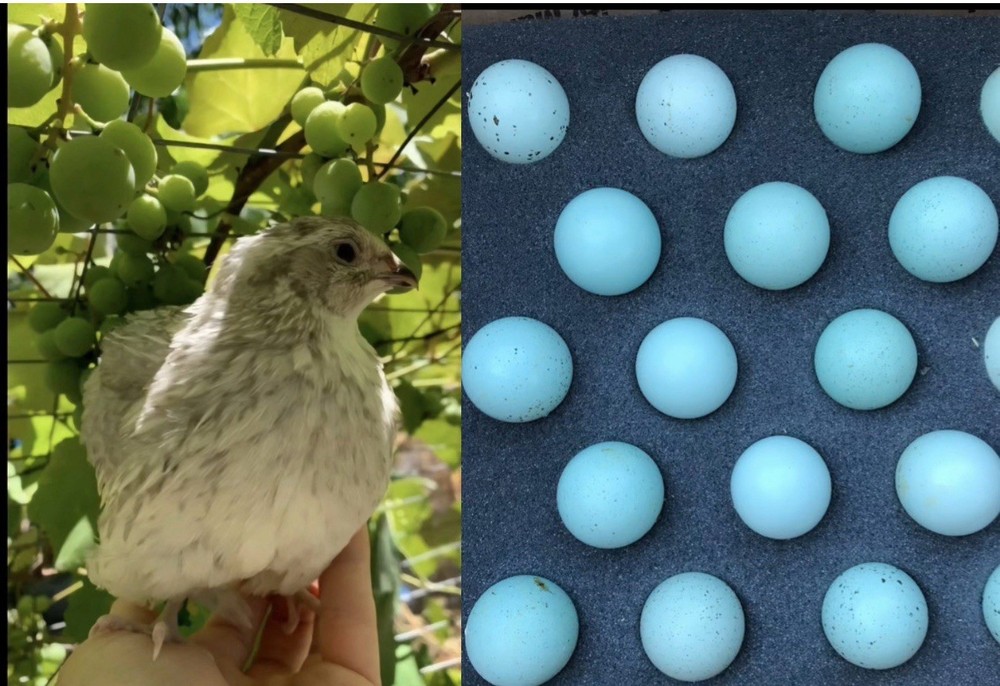 42 Celadon Blue Coturnix Quail Hatching Eggs - 100% BLUE