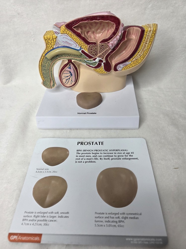 Male Pelvis 3D Display Model 1999