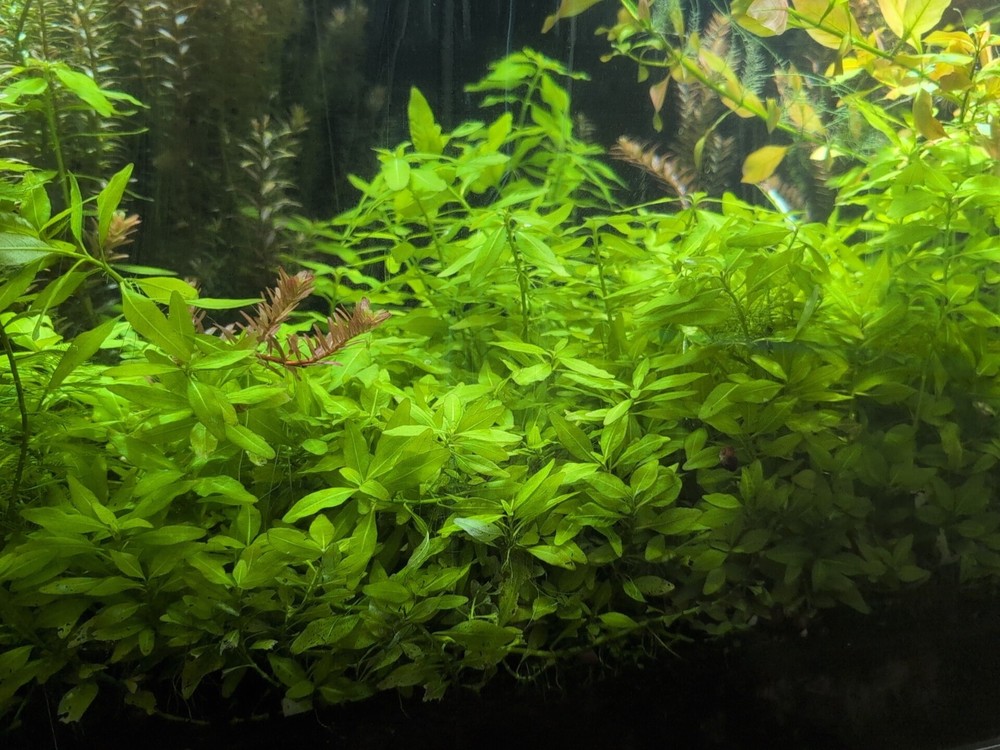 green Aqua Plants Hygrophila Polysperma