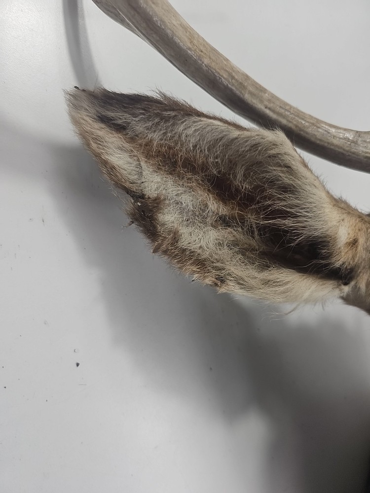 Authentic White-Tailed Deer Head Wall Mount Taxidermy